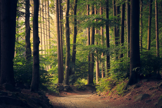 Two different paths diverging in a forest representing the comparison trap and finding your own direction through coaching in NSW