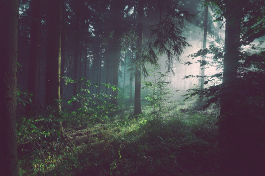 Foggy forest path representing dissociation emotional detachment and the journey back to presence through therapy in NSW