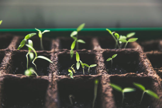 Coins and seedlings growing from soil representing abundance mindset and healing your relationship with money through coaching in NSW